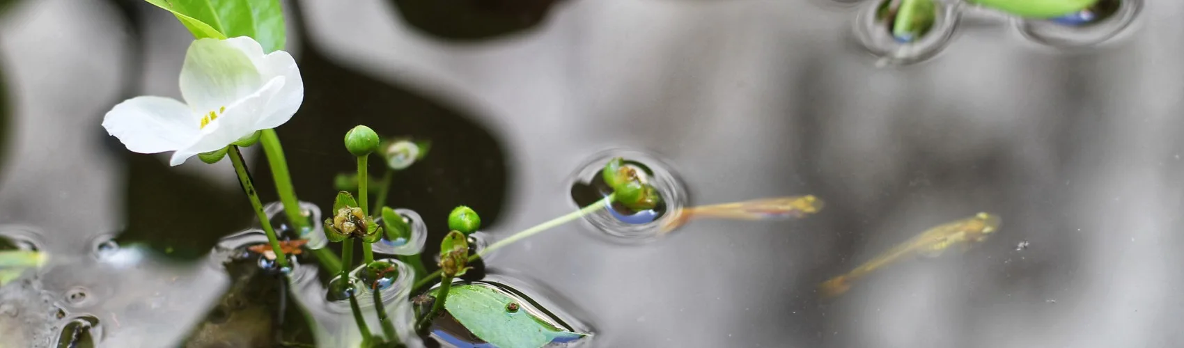 Representative hotel space: A white flower and green leaves float on the water.