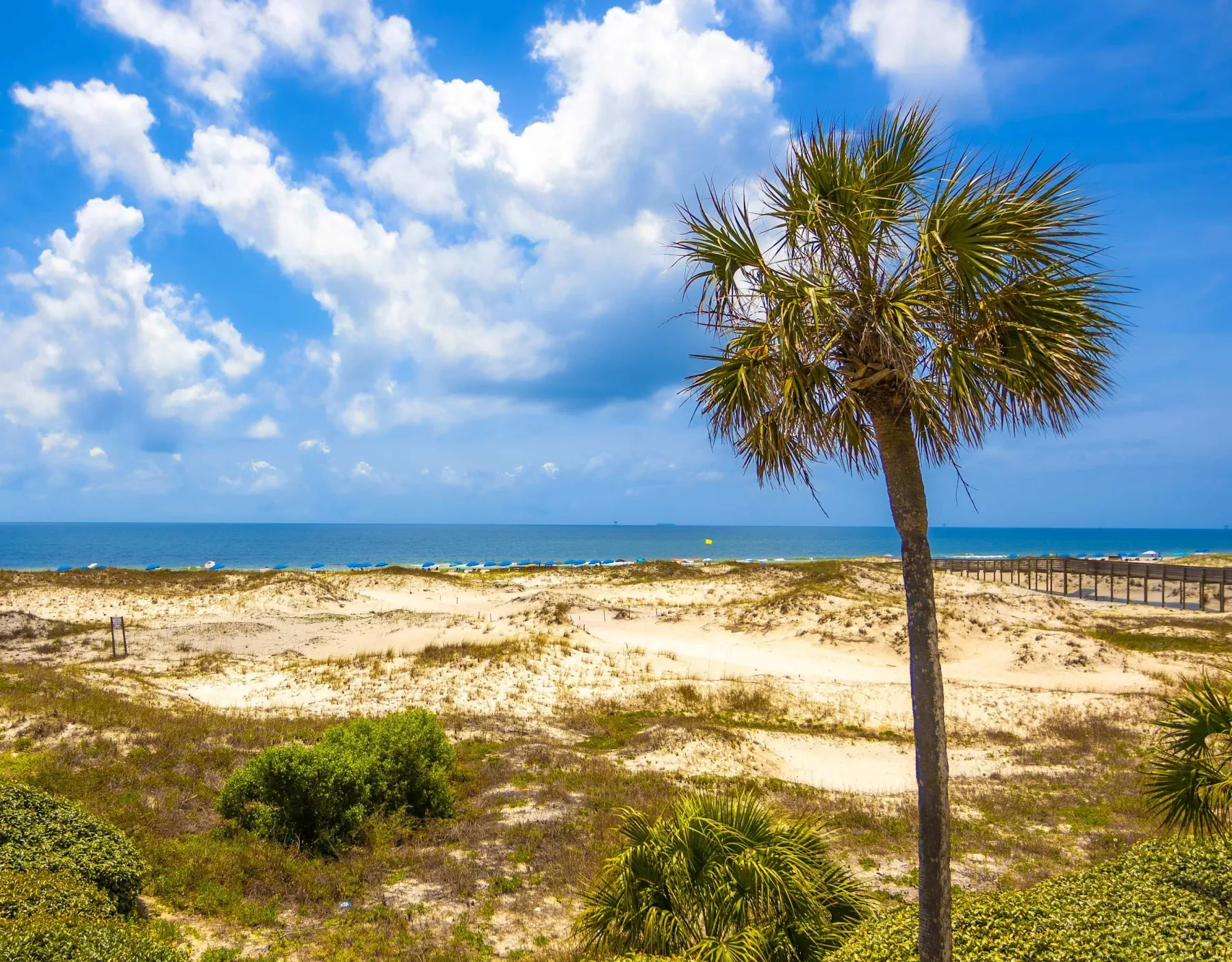 Zona común: Una playa de arena con una palmera frente al océano.