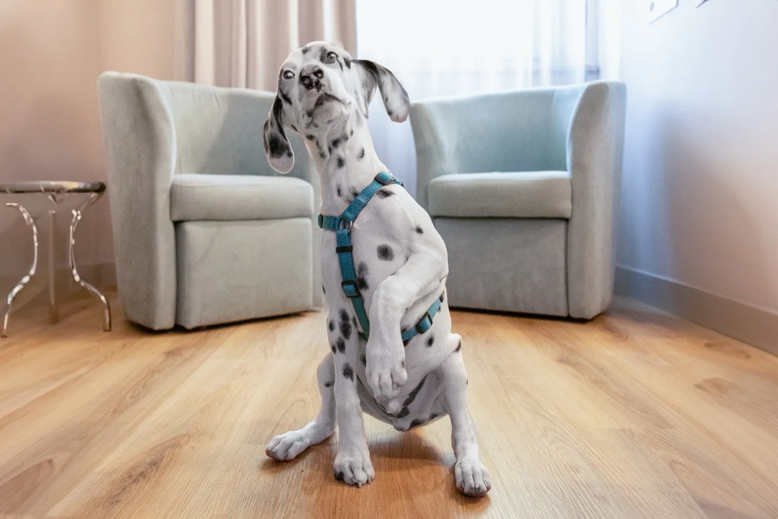Representative hotel space: A spotted dog sits in front of upholstered seating in a bright room.