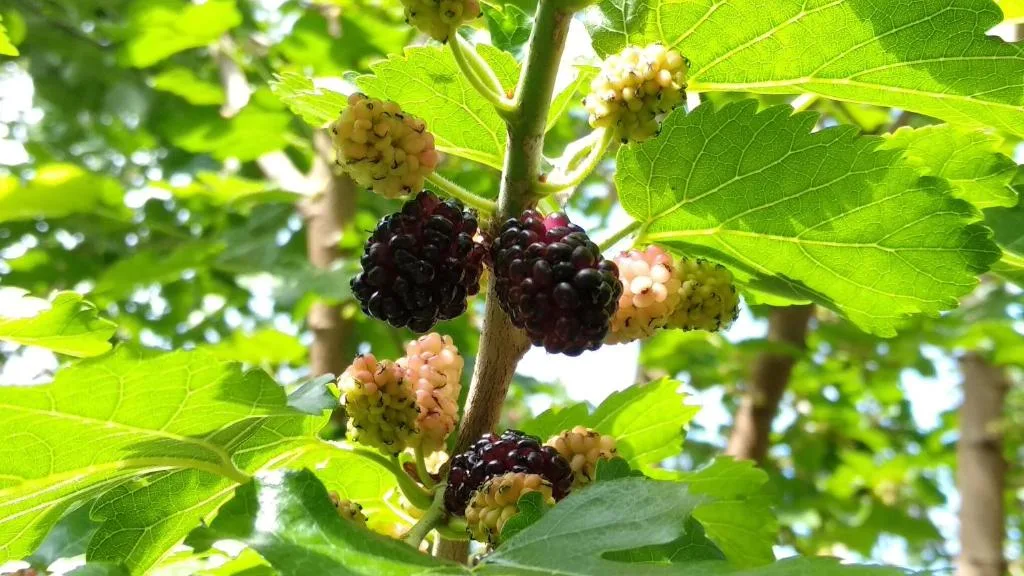 Representative hotel space: Ripe and unripe mulberries hang among green leaves on a tree.