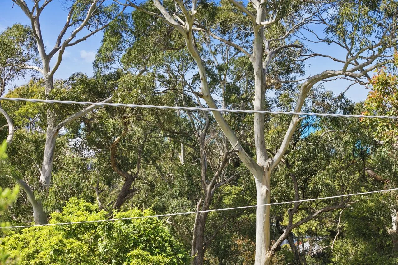 A leafy outdoor scene with tall trees and branches against the sky.