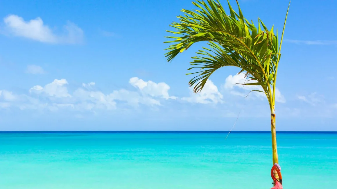 Espacio representativo del hotel: Una palmera se alza junto al agua turquesa bajo un cielo azul.