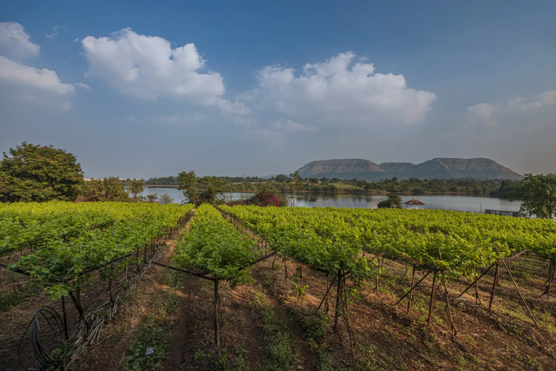 Lake House Vineyard Estate (8 Bedroom)
