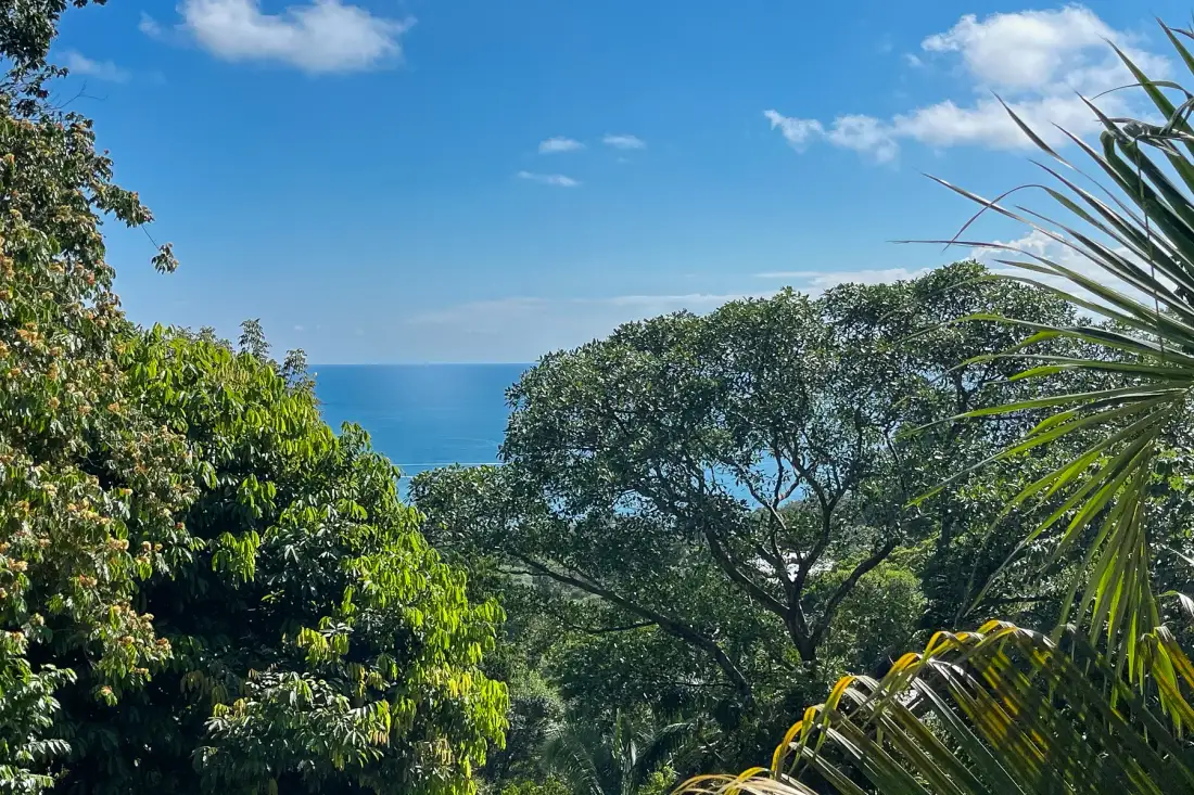 A coastal view of blue water beyond lush green trees beneath a clear sky.