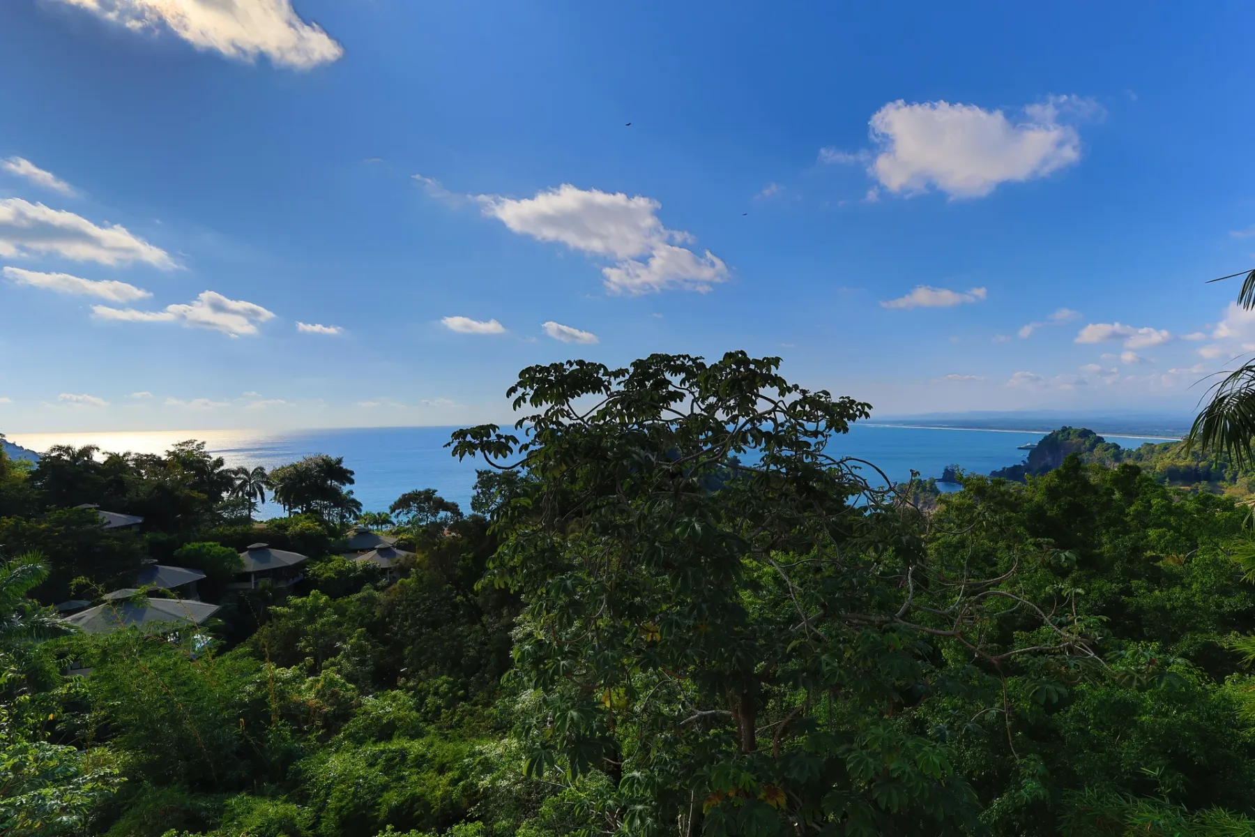 A coastal landscape with dense green trees and the ocean beneath a blue sky.
