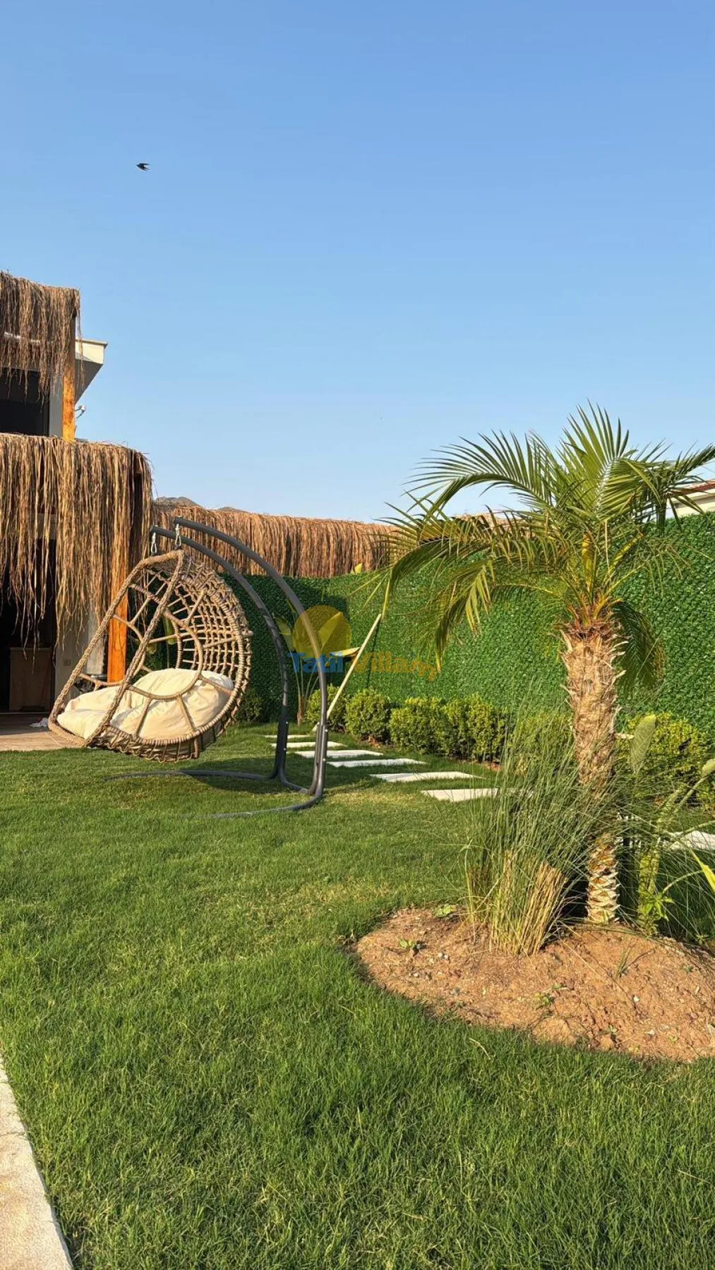 Un jardín con césped presenta una palmera y una silla colgante.