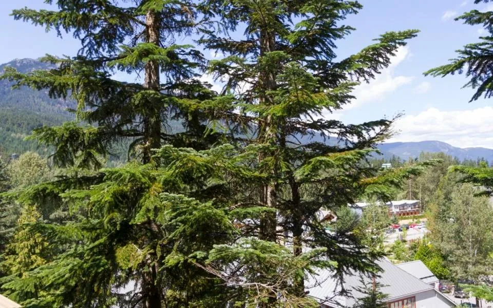 Vista desde la ventana del dormitorio