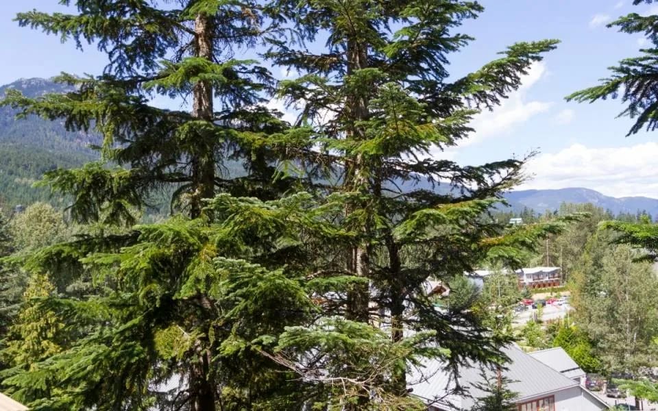 Vista desde la ventana del dormitorio