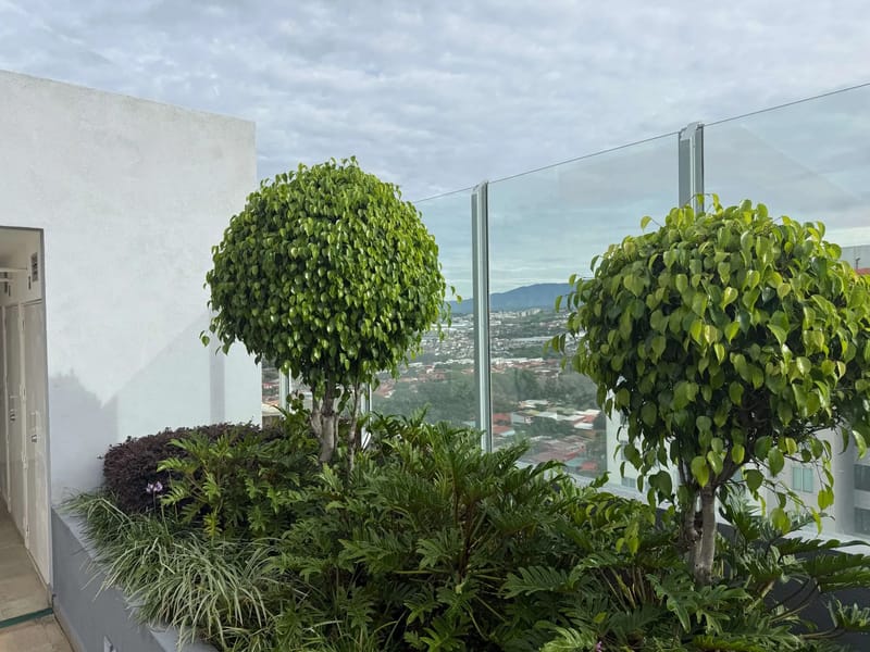 1203 Bambu 106 Heredia