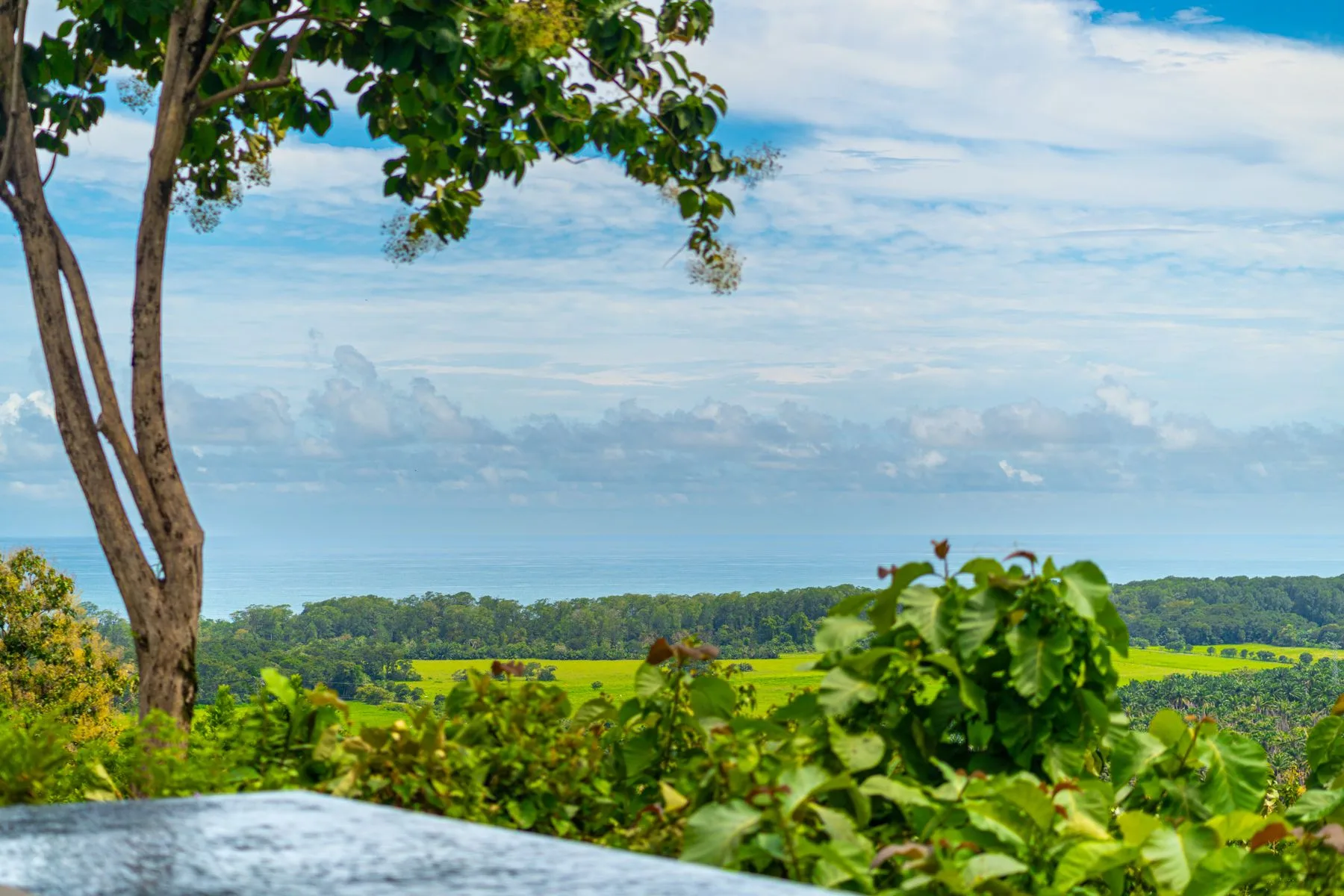 A leafy hillside overlooks green fields and a broad expanse of water.