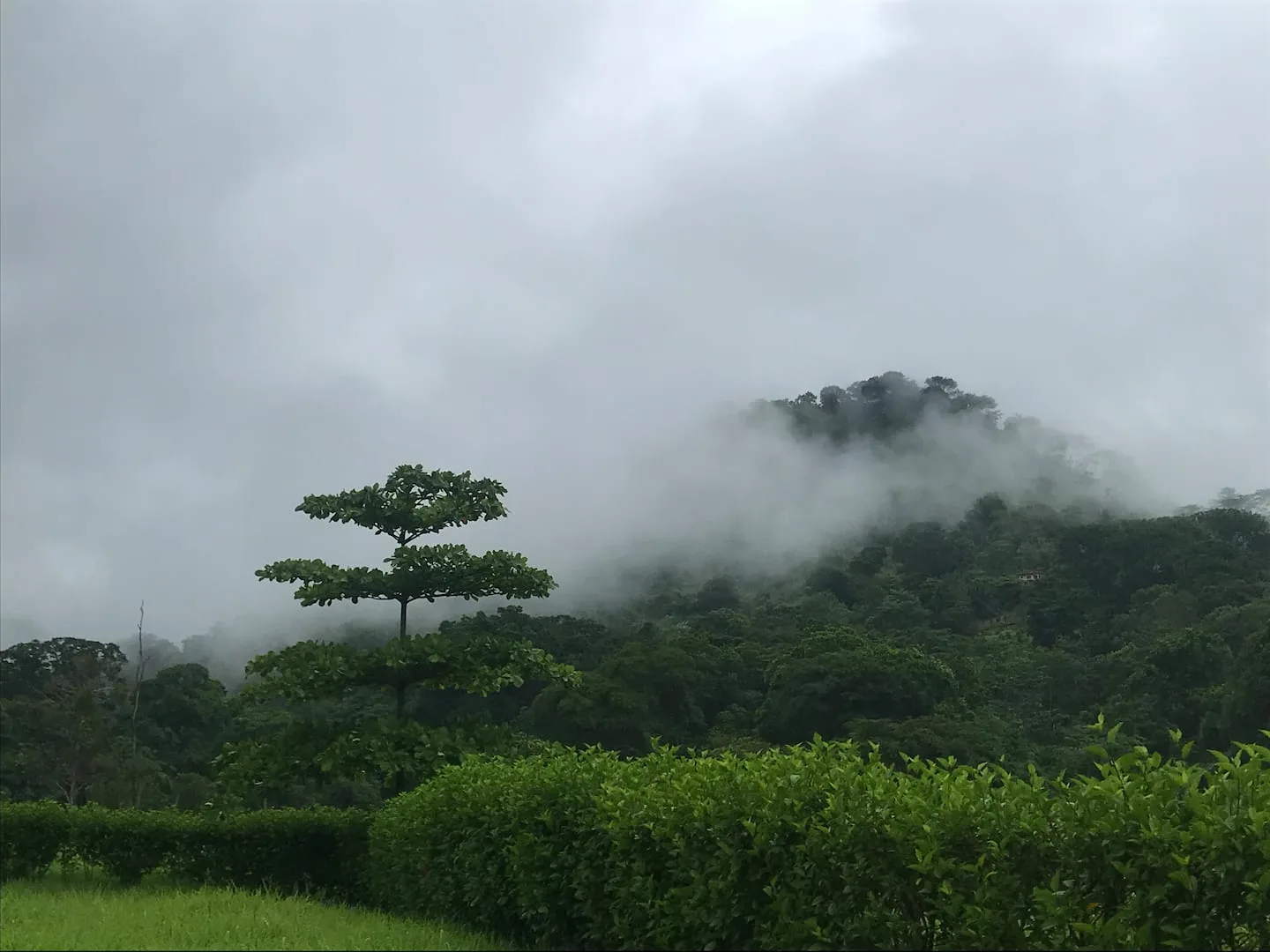 A green hillside covered in mist beneath an overcast sky.