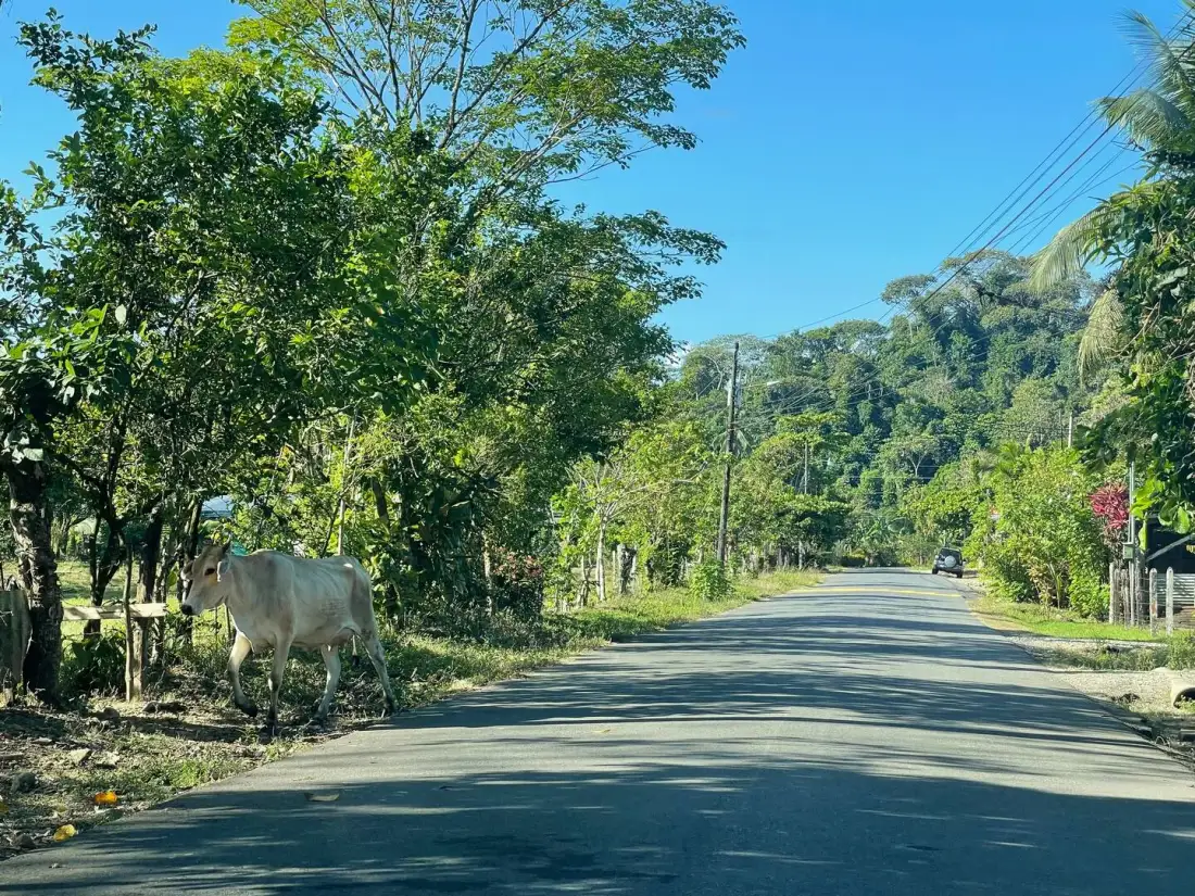 A paved road runs through a green, tree-lined landscape under a clear blue sky.