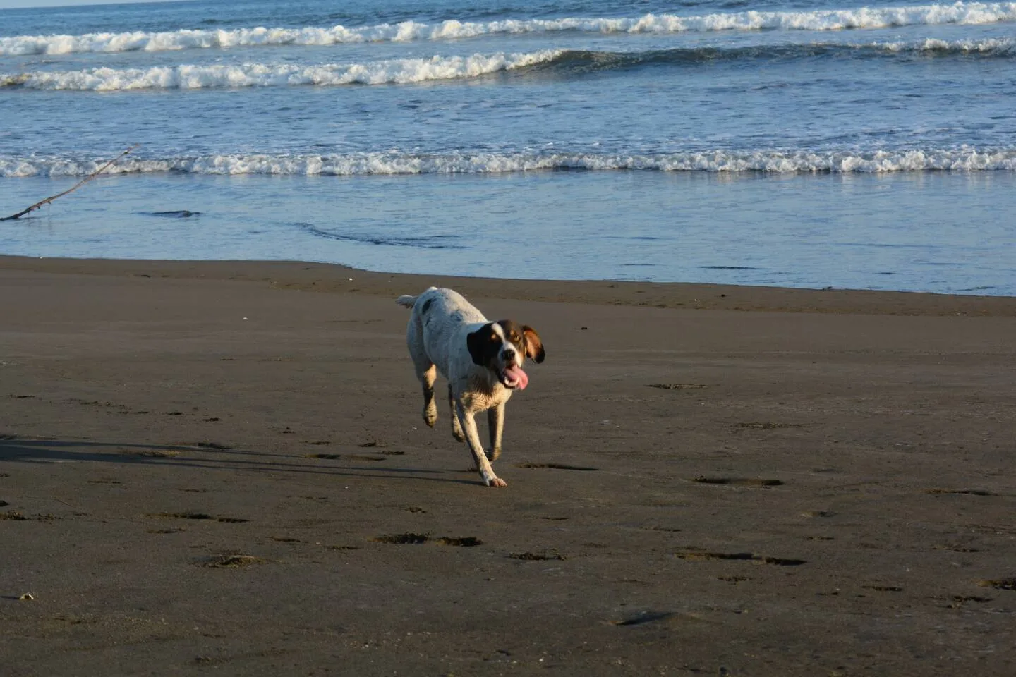 A dog walks across a sandy beach with ocean waves in the background.