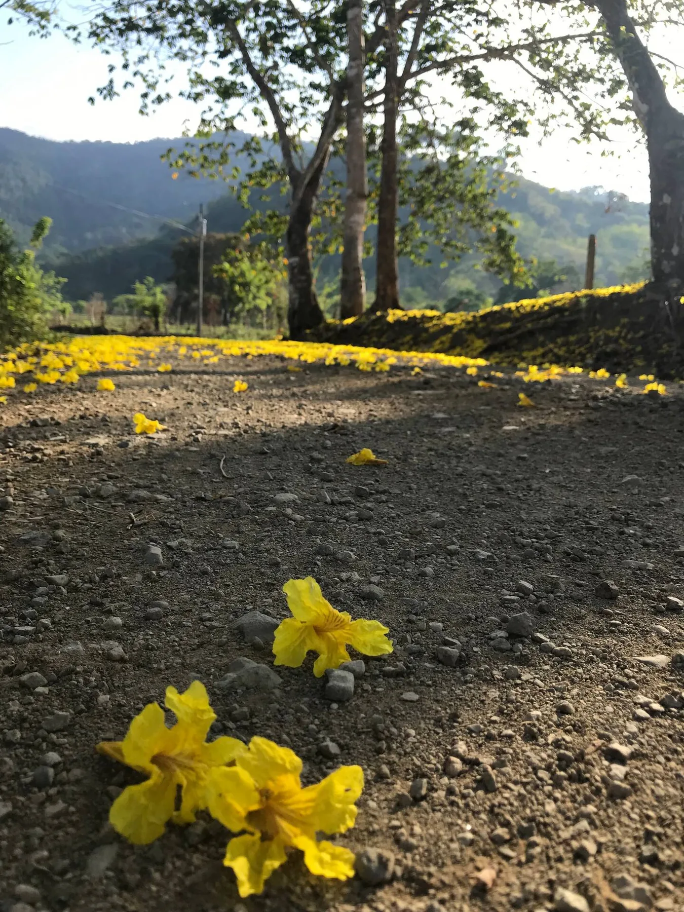A dirt path is scattered with yellow flowers beneath trees, with hills in the background.
