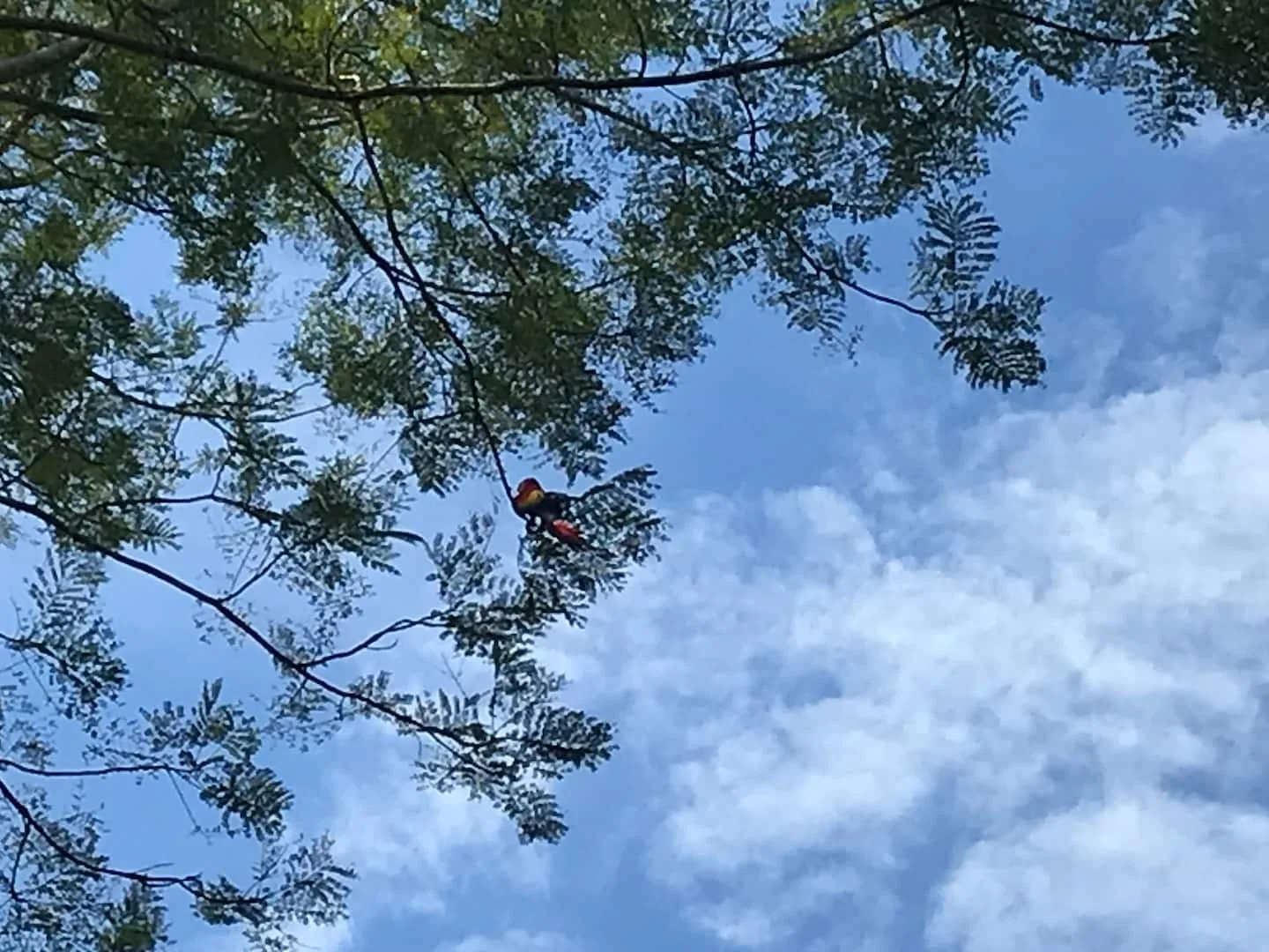 A red bird perches among leafy branches against a cloudy blue sky.