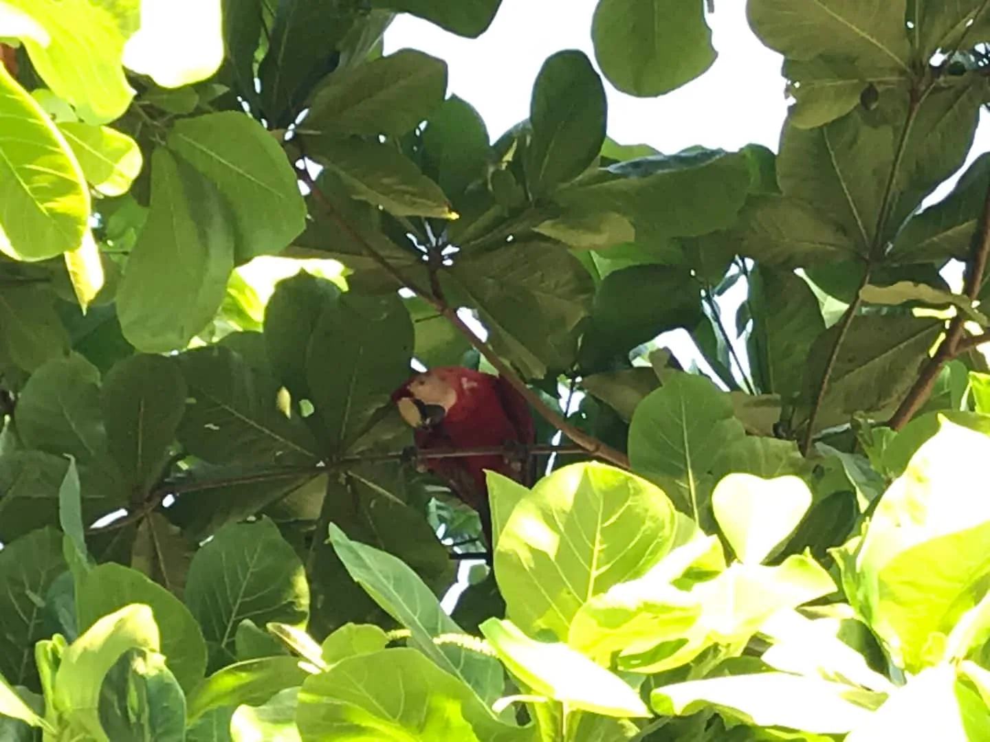 A red parrot perched among leafy tree branches.