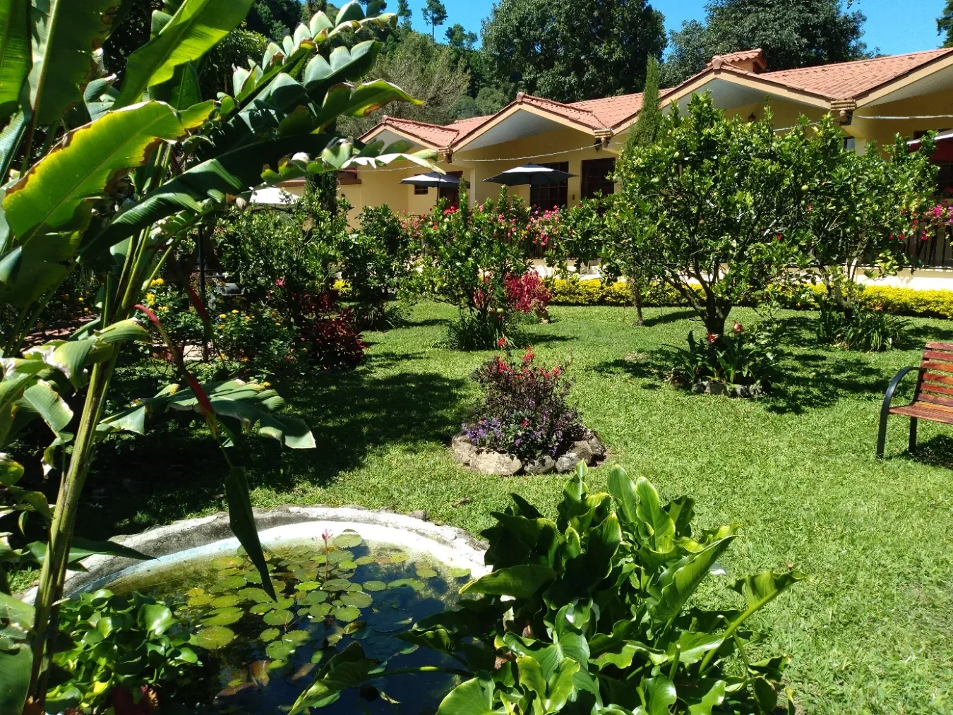 Tropical garden and lily pond