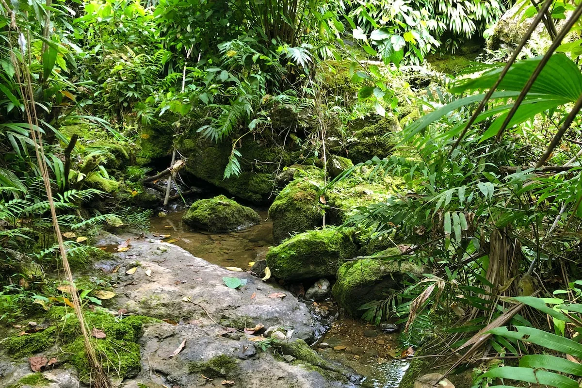 Arroyo entre vegetación tropical