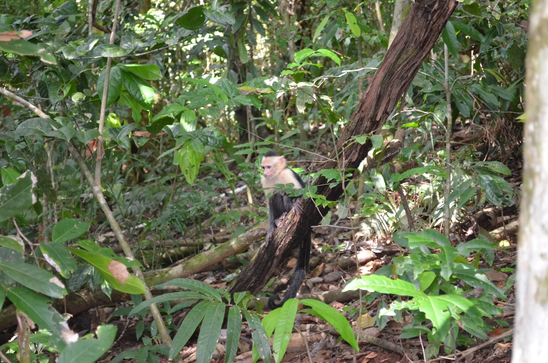 Vista Cascada