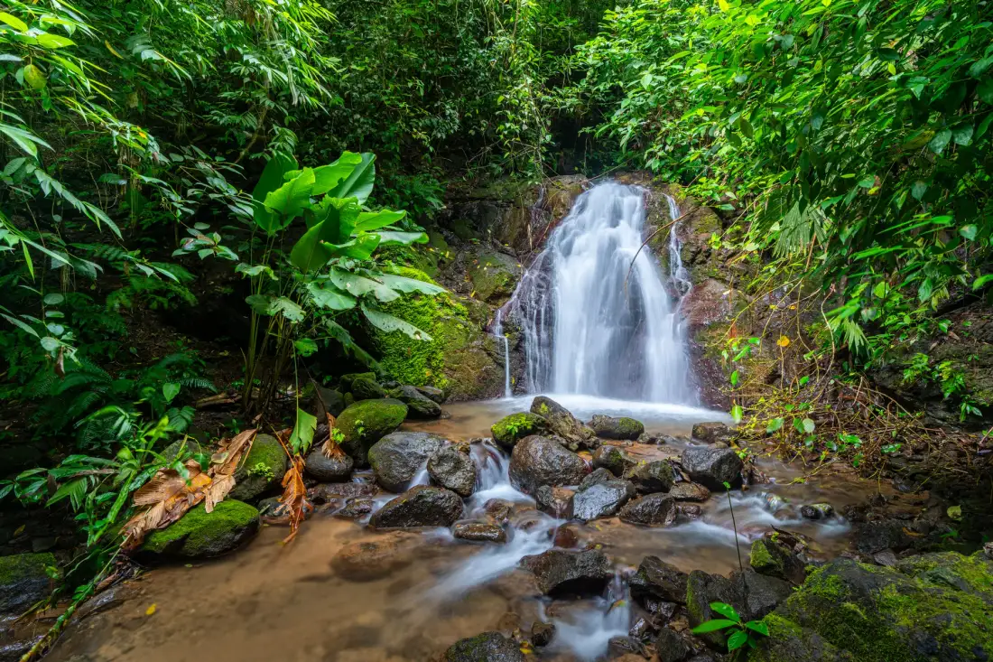 A waterfall flows through a rocky stream surrounded by dense green vegetation.