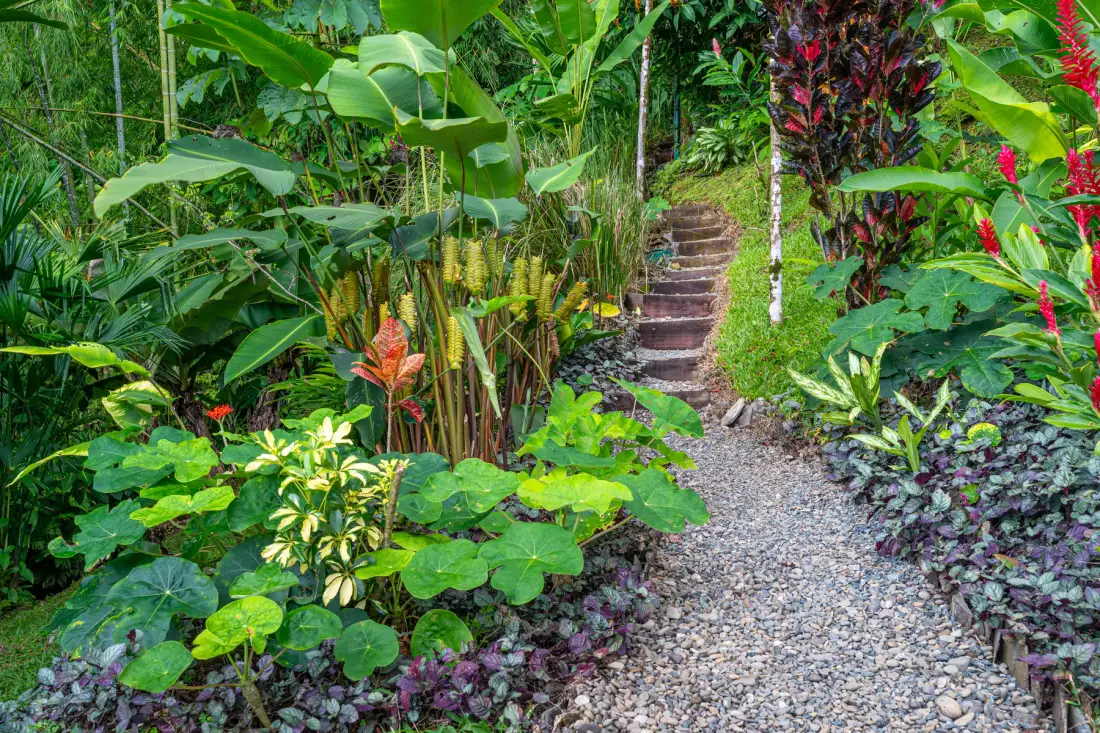 A gravel garden path winds between lush tropical plants and leads to steps.