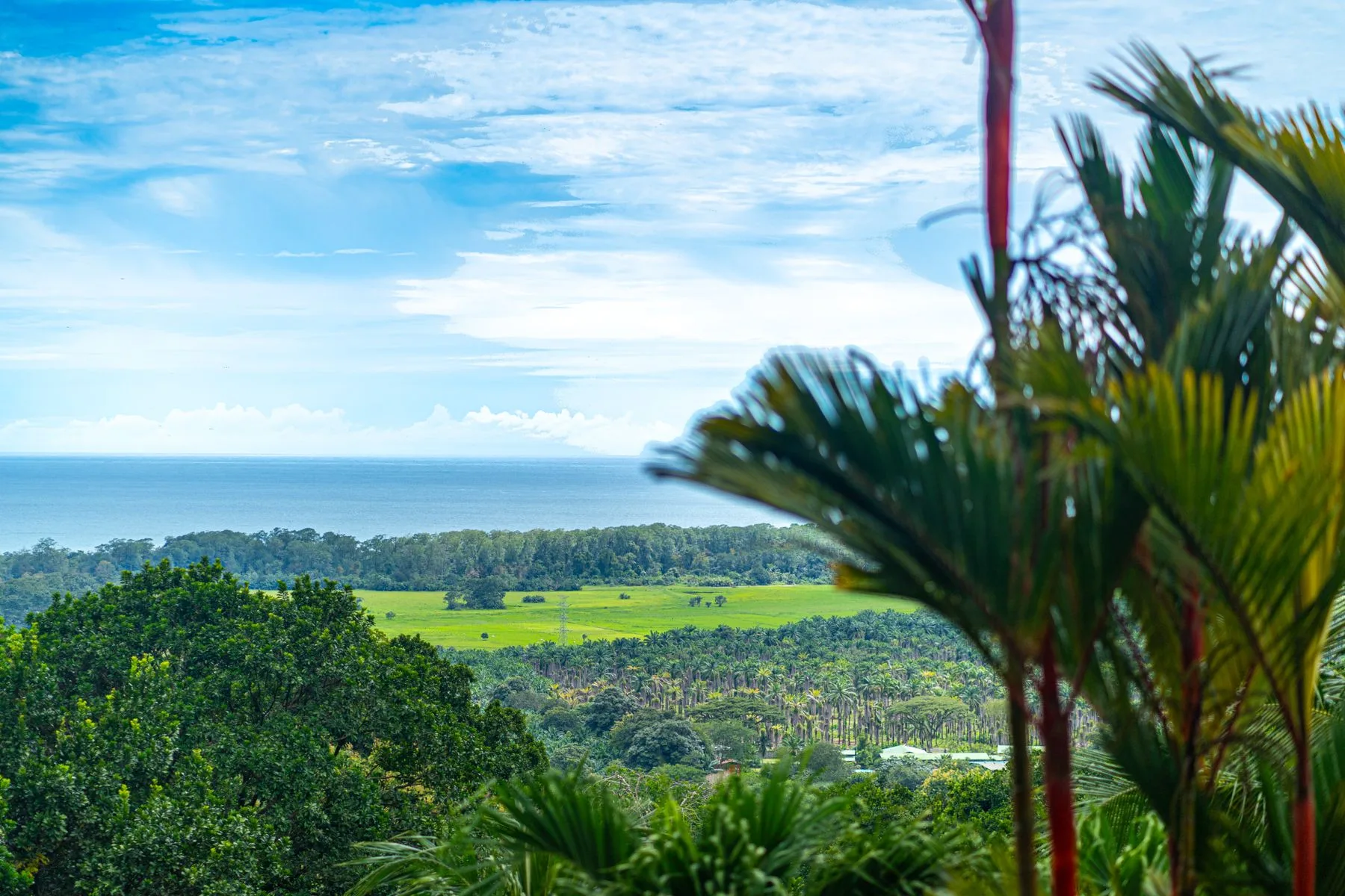 A tropical landscape with green fields, dense vegetation, and palm fronds in the foreground.