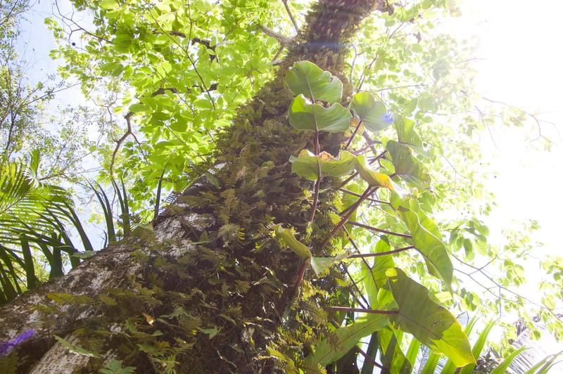 Bali Tree House · 30. A low-angle view of a tree trunk covered in moss and ferns, surrounded by green foliage and bright sky.