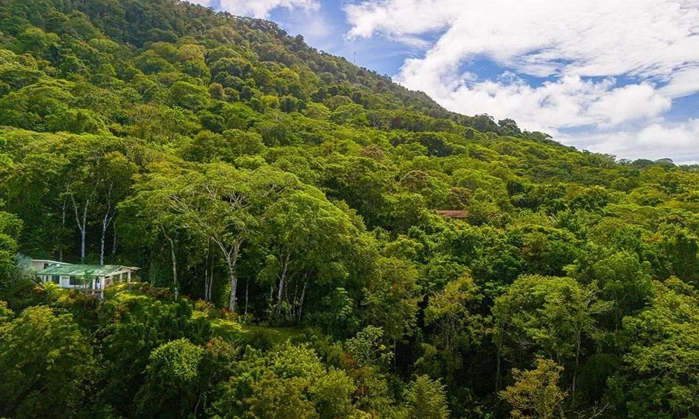 Casa Frenchie & Guest House · 4. The property is enveloped by a vibrant, dense jungle hillside, offering a secluded retreat within nature.