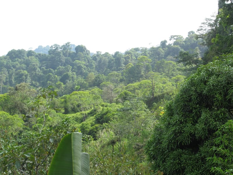 Vista de la selva tropical