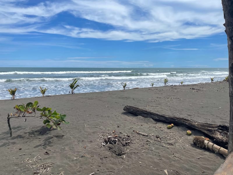 Beachfront Bougainvillea