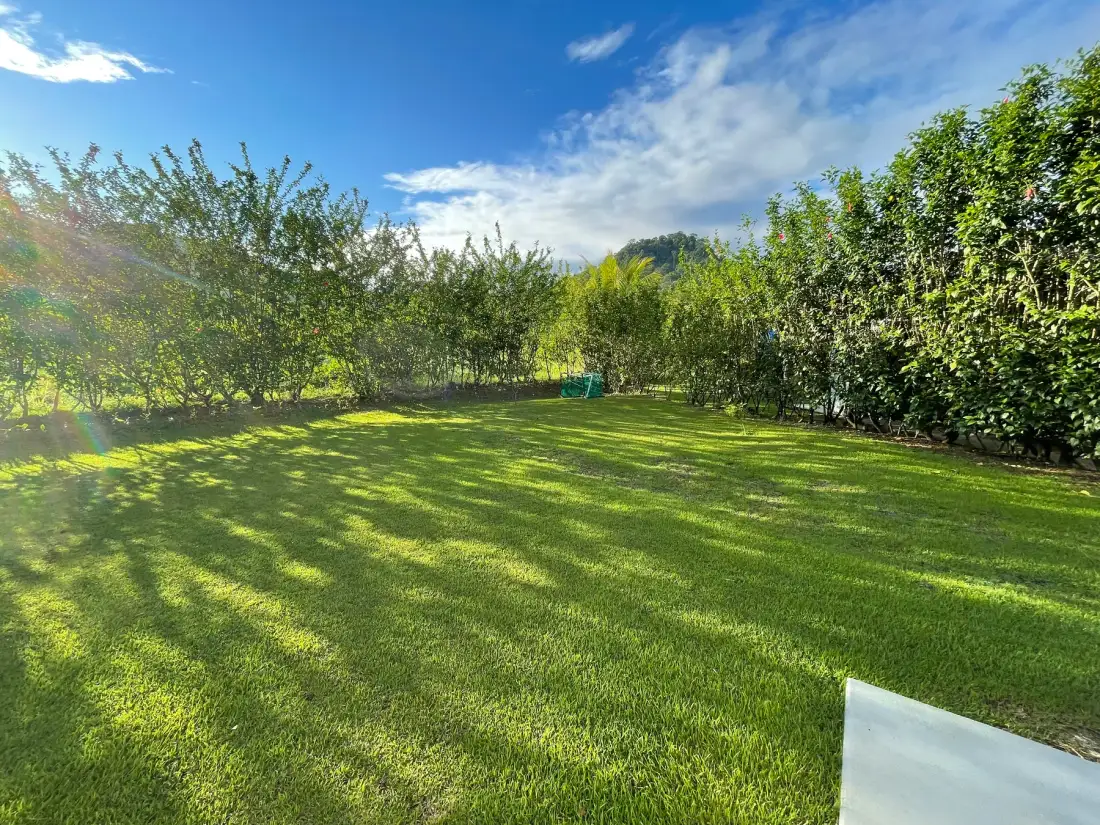 A sunny garden lawn is bordered by leafy trees and shrubs.