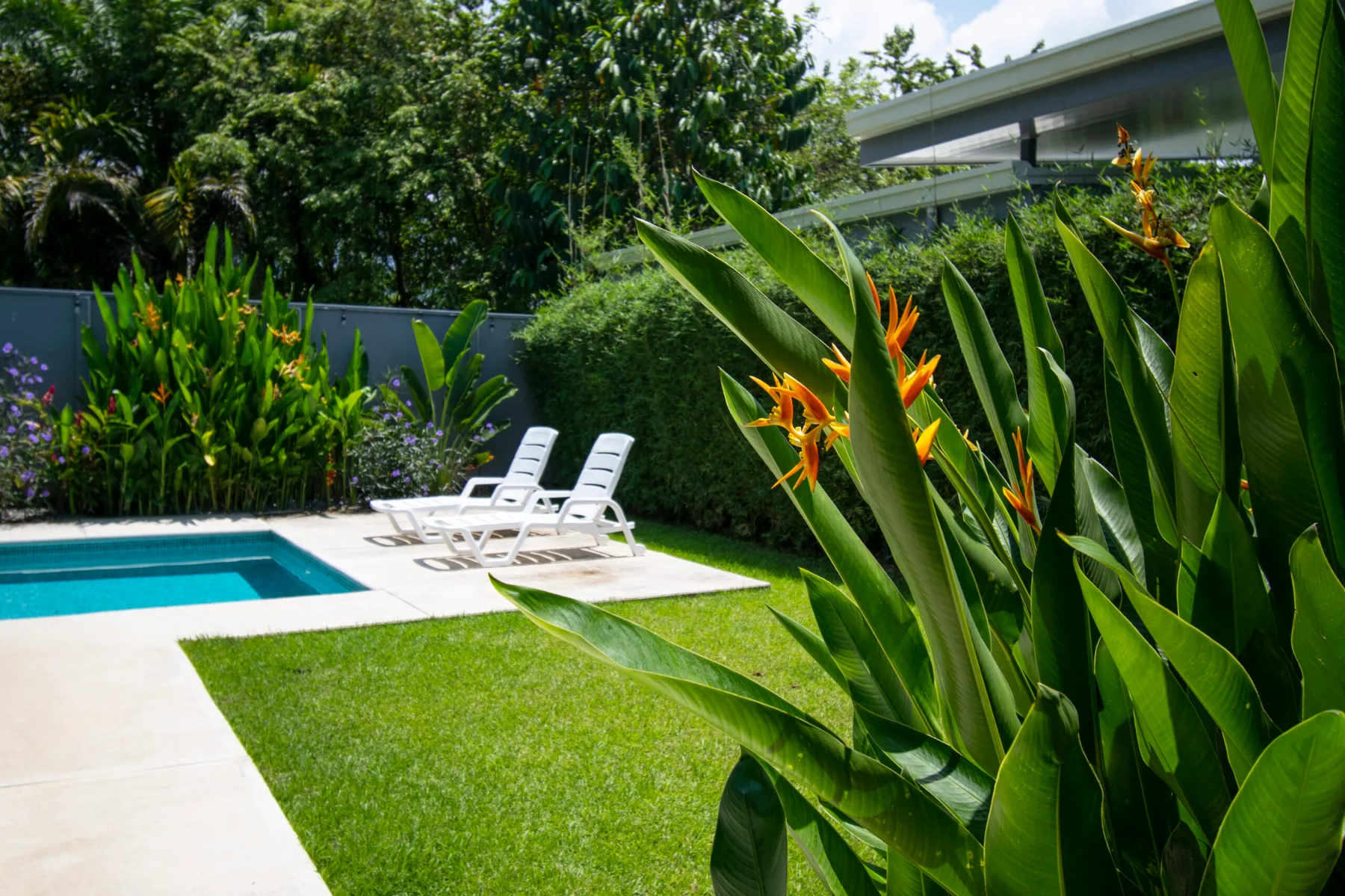 A garden pool area with lounge chairs beside a green lawn and tropical plants.