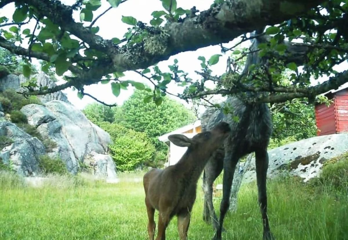 Casa en Hjälteby - Casa de campo con parcela natural y sauna en Mjörn | SE09134