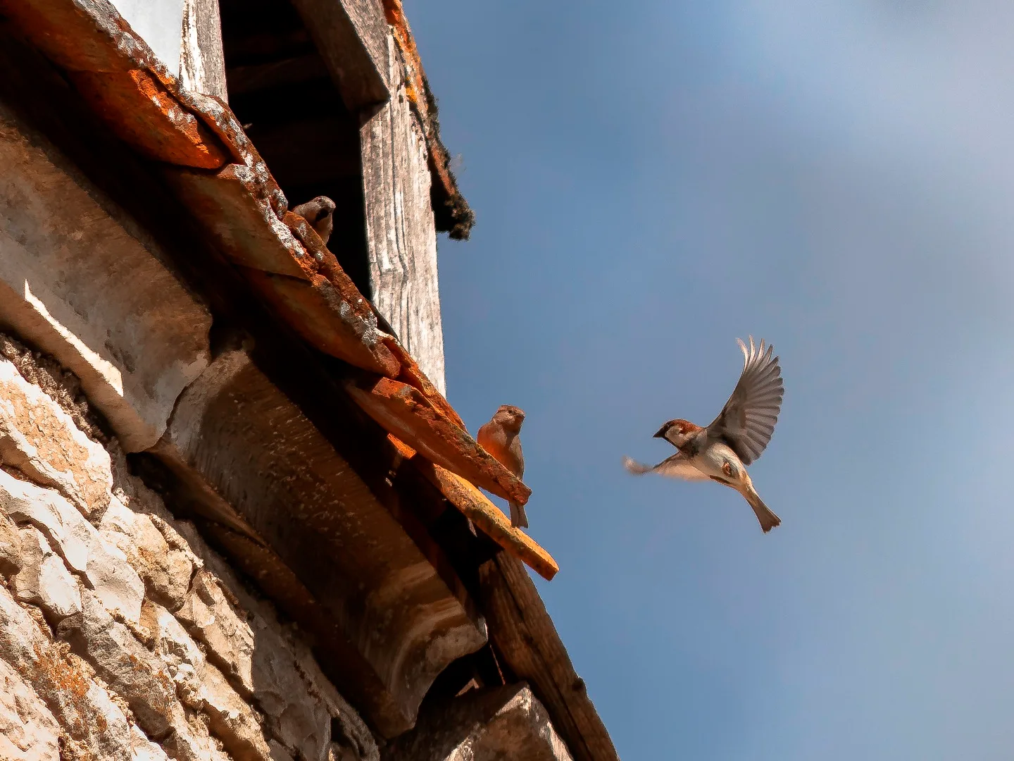 Birds at the top of the tower