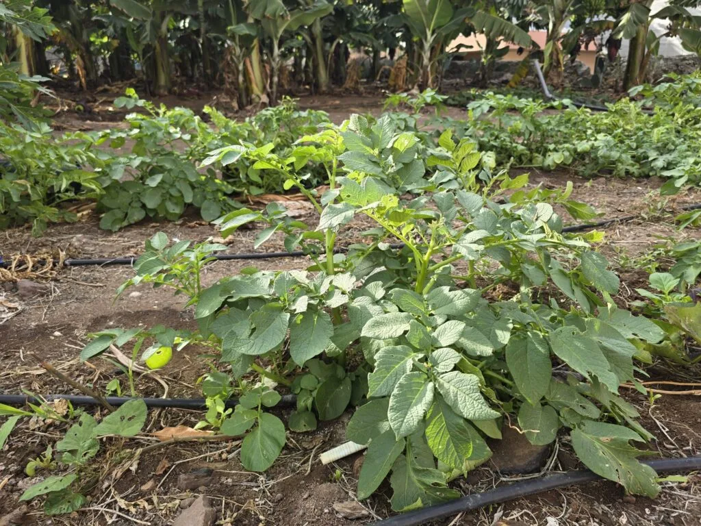 Huerto ecológico del hotel
