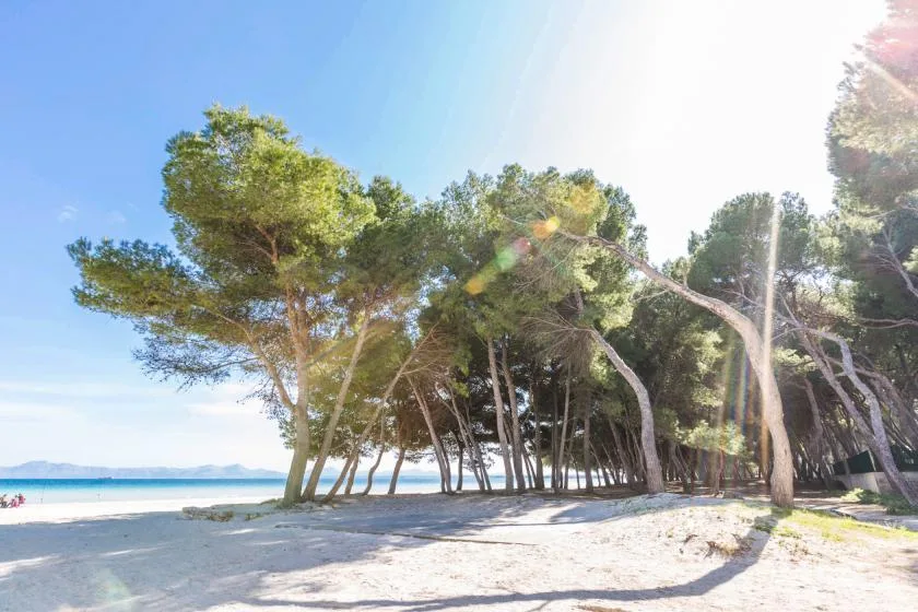 Una playa de arena bajo árboles costeros, con agua azul al fondo.