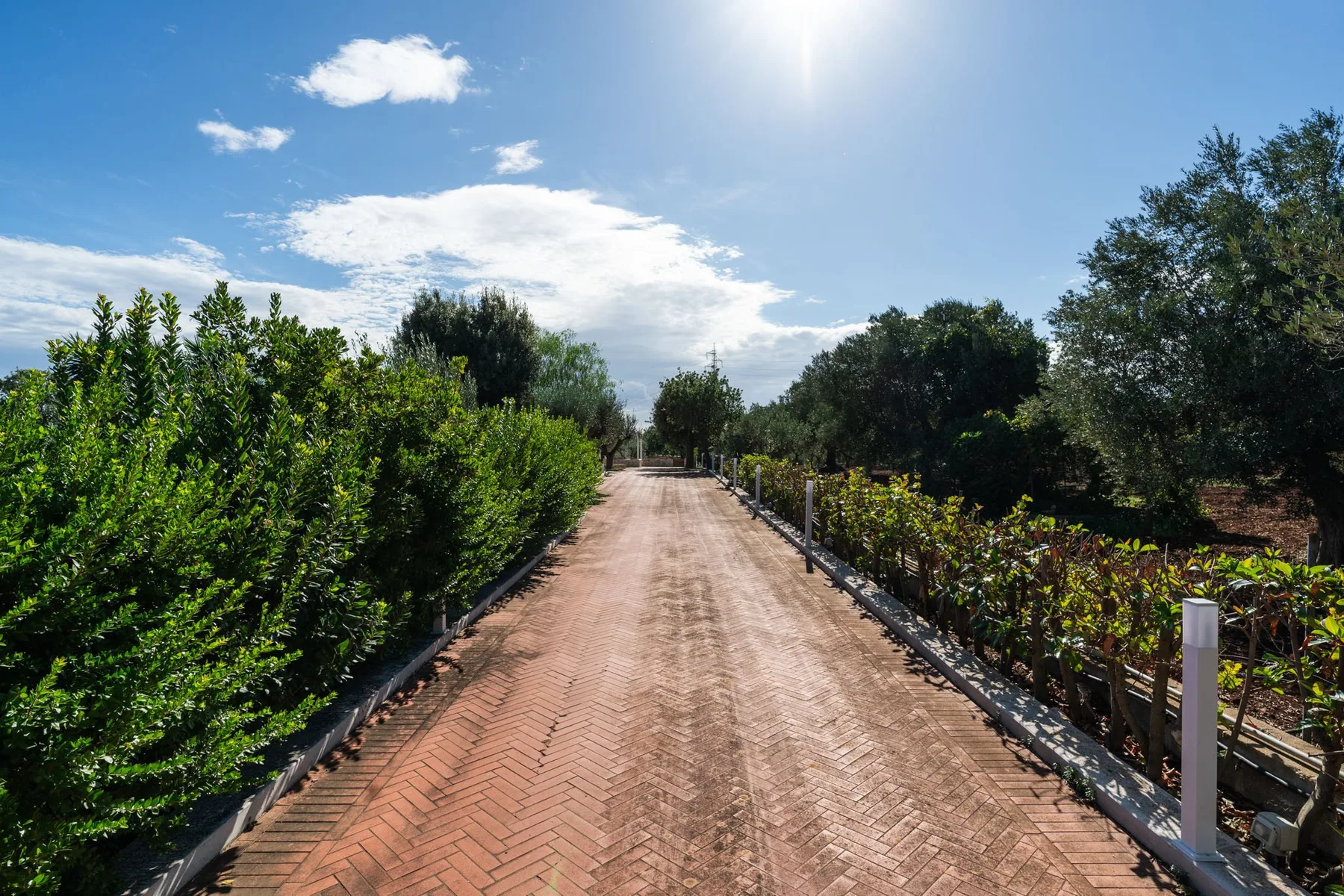 Un camino de ladrillo pasa entre hileras de plantas frondosas bajo un cielo despejado.