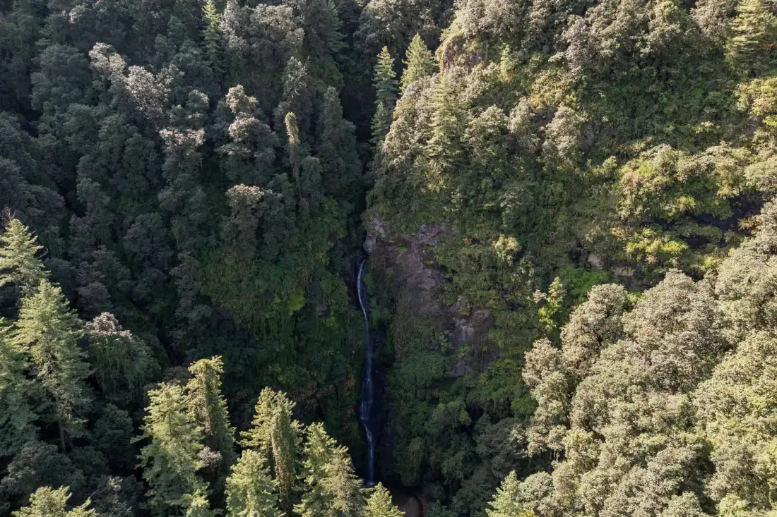 Una estrecha cascada desciende por un desfiladero densamente boscoso.