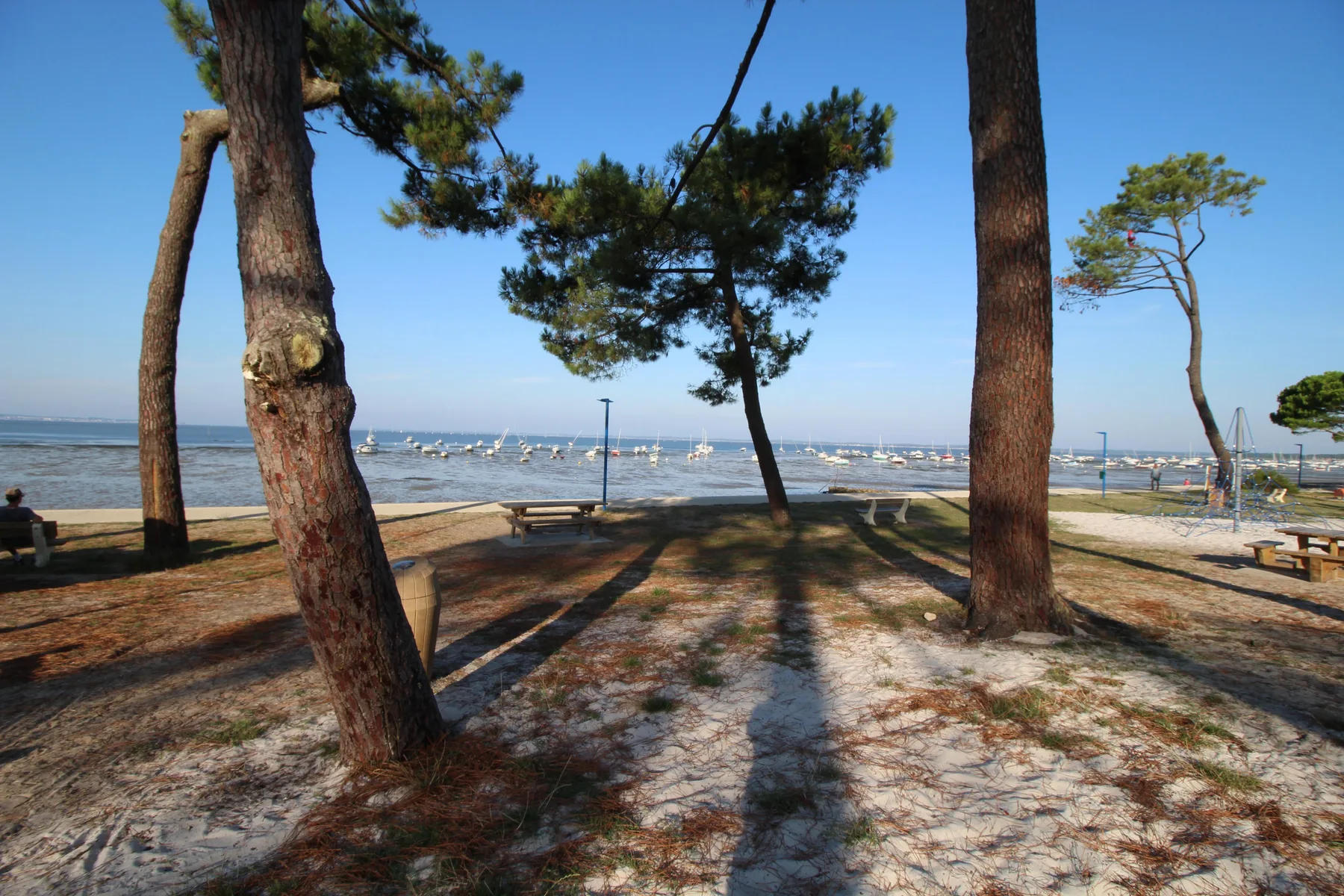 A seaside outdoor area with pine trees, picnic tables, and a view of the water.