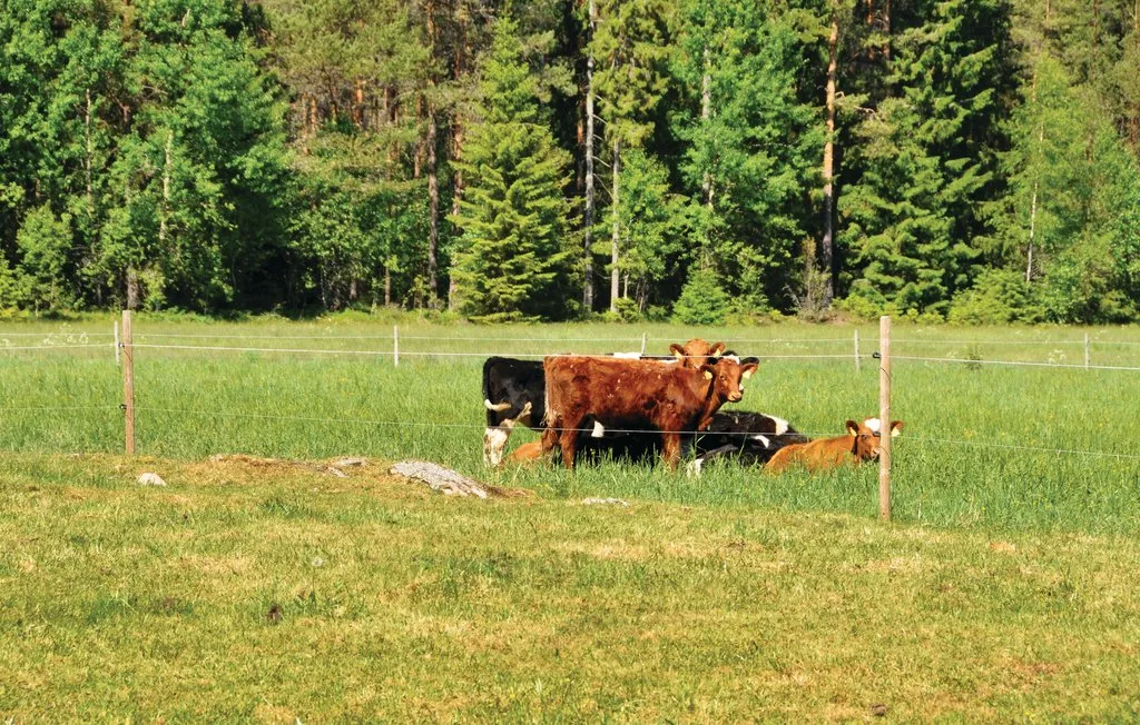 Cows graze in a grassy pasture bordered by trees.