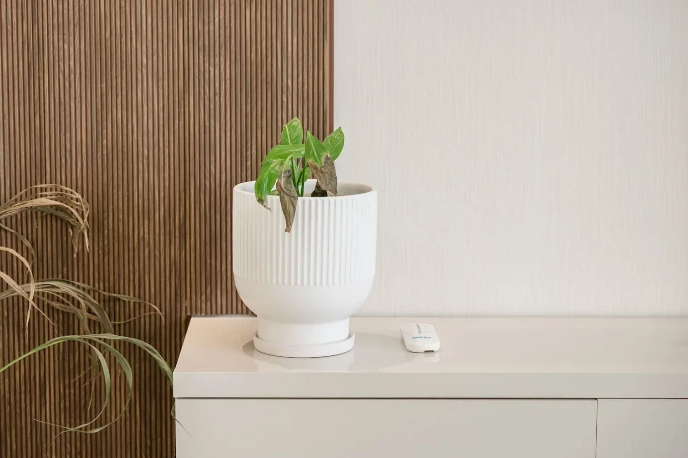 Una planta en maceta está sobre un mueble junto a una pared de listones verticales.