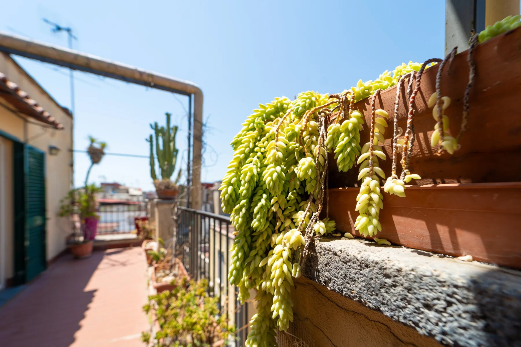 Un pasillo de terraza soleado con barandilla y plantas colgantes.