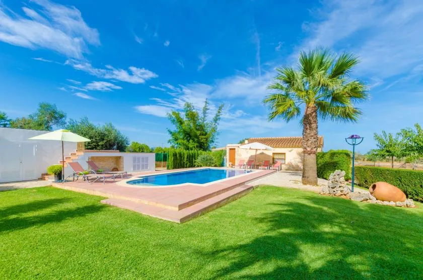 Zona de piscina al aire libre con una terraza pavimentada, césped y una palmera.