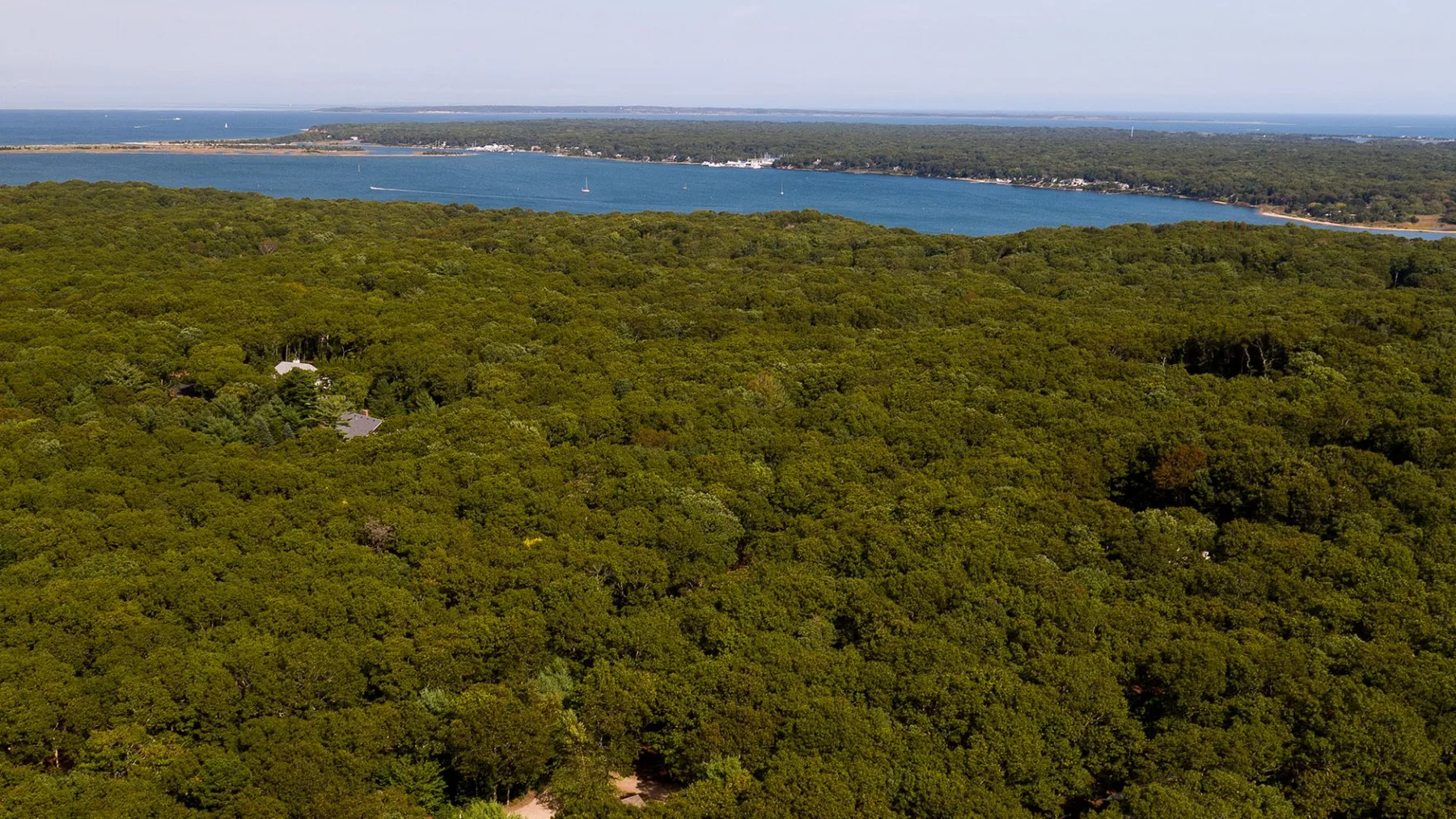 Aerial view of a dense forest beside a coastal bay.
