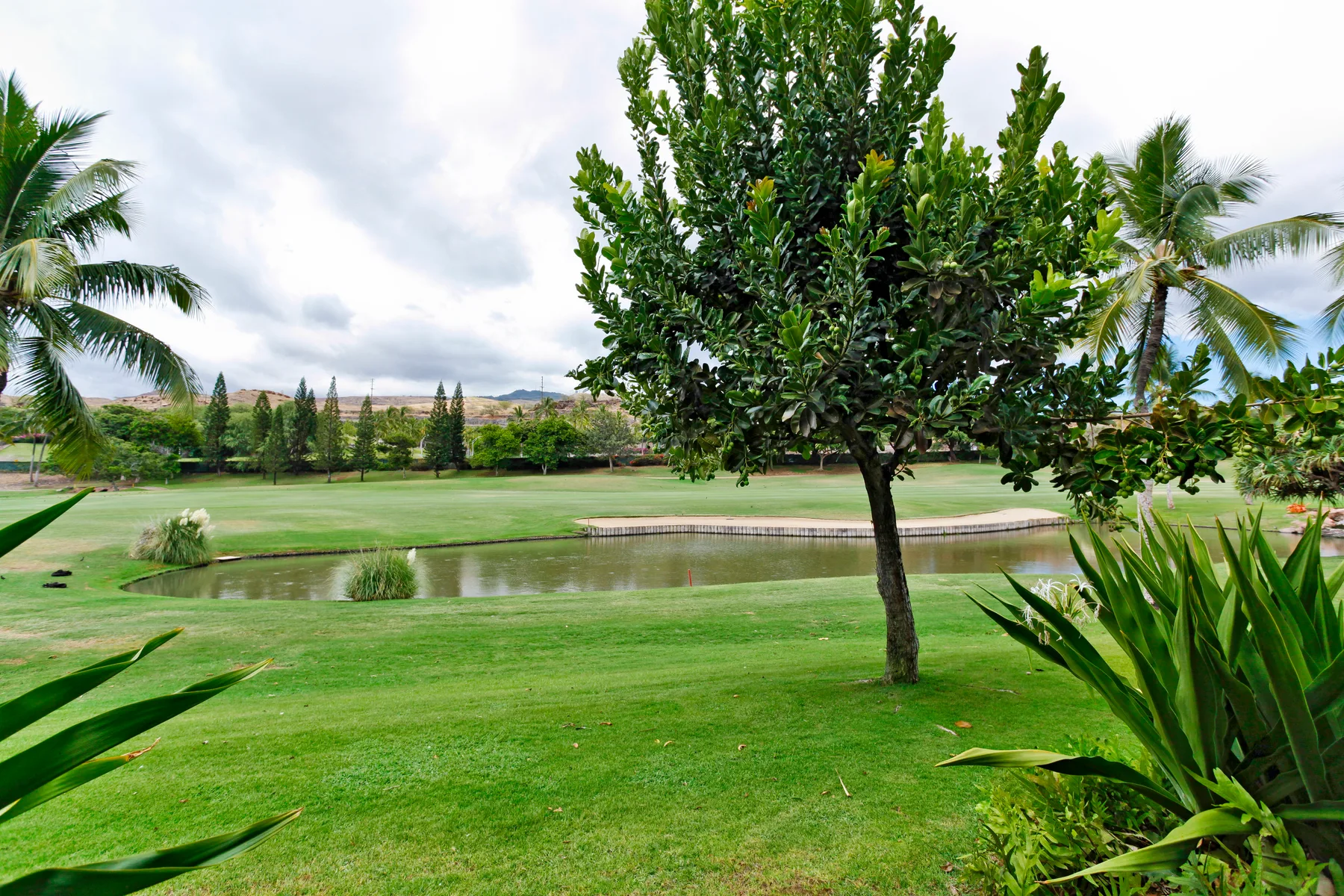 Un campo de golf ajardinado con un estanque, un árbol grande y palmeras.