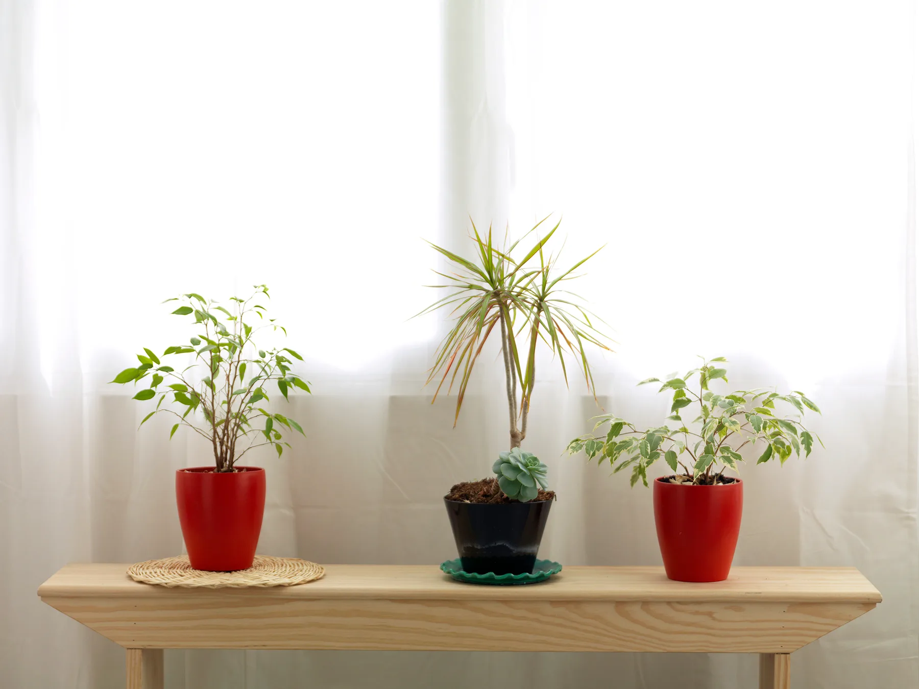 Indoor plants sit on a wooden table in front of a bright window.