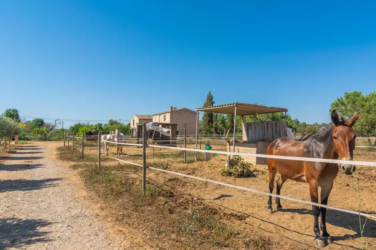 Un burro está junto a un corral cercado, con una casa de campo al fondo.