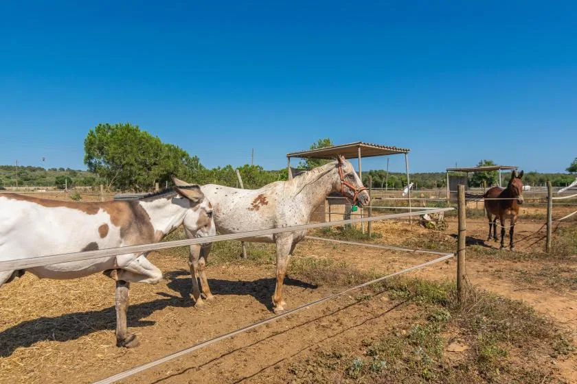 Un recinto exterior cercado con varios caballos bajo el sol.