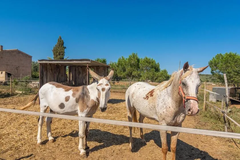 Dos burros están en un corral al aire libre cercado junto a un refugio de madera.