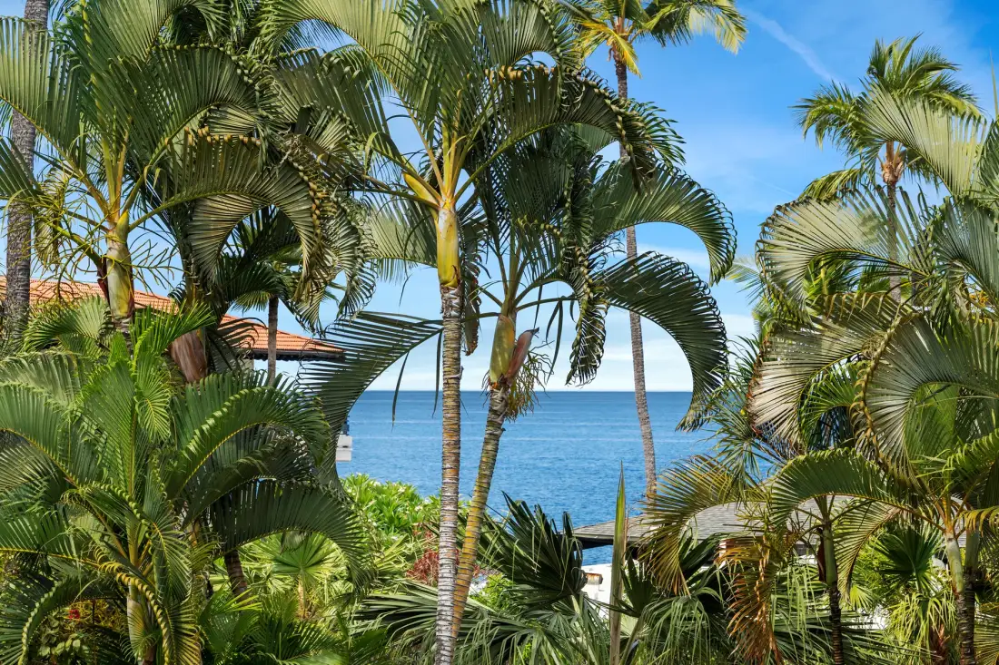 A tropical garden with palm trees frames a view of the ocean.